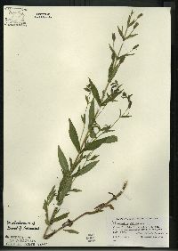 Mimulus ringens var. ringens image