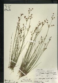 Juncus brevicaudatus image