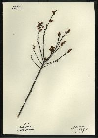 Myrica gale image