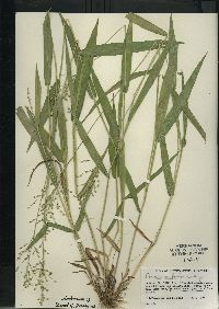 Dichanthelium xanthophysum image