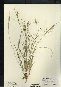 Carex aurea image