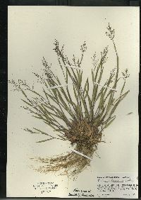 Dichanthelium acuminatum subsp. columbianum image