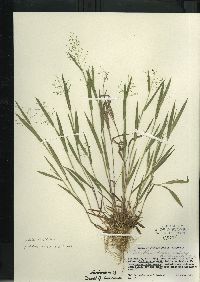 Dichanthelium villosissimum var. praecocius image