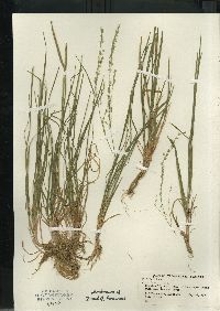 Poa alsodes image