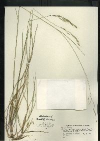 Schizachne purpurascens image