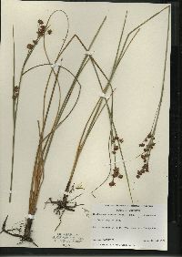 Cladium mariscoides image