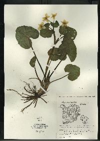 Caltha palustris image