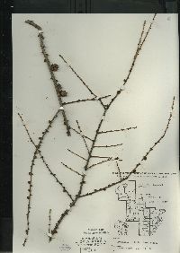 Larix laricina image