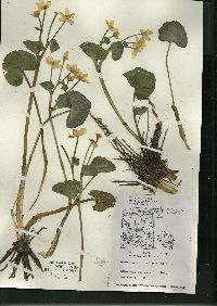 Caltha palustris image