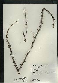 Larix laricina image