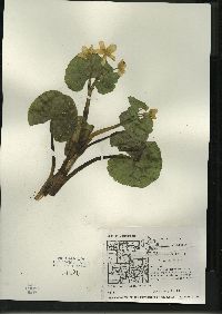 Caltha palustris image