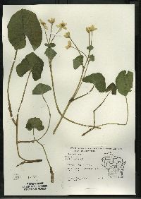 Caltha palustris image