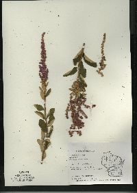 Spiraea tomentosa image