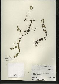 Vaccinium macrocarpon image