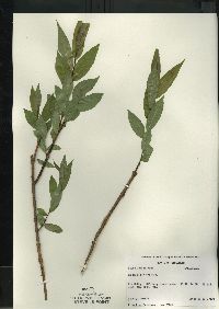 Salix lucida image