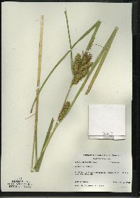 Carex retrorsa image