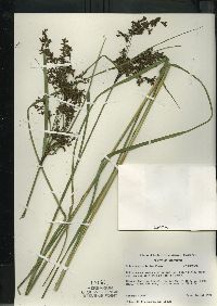 Scirpus atrocinctus image