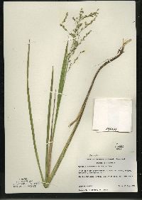 Glyceria canadensis image