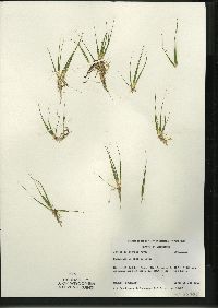 Juncus pelocarpus image