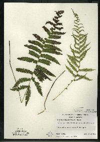 Thelypteris simulata image