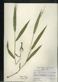 Dichanthelium xanthophysum image