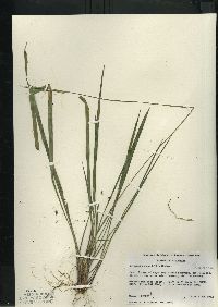 Oryzopsis asperifolia image