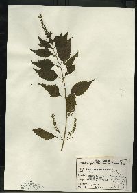 Scutellaria galericulata image