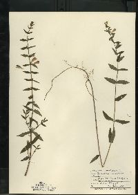 Scutellaria galericulata image