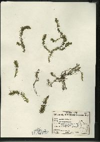 Elodea nuttallii image