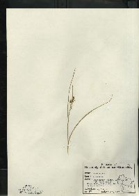 Carex aurea image