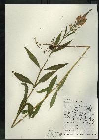 Physostegia virginiana image