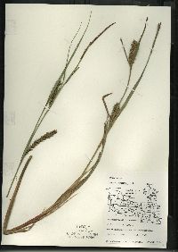 Carex lacustris image