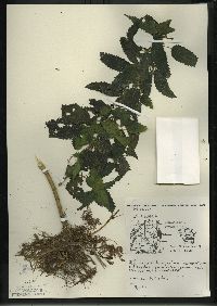 Urtica gracilis image