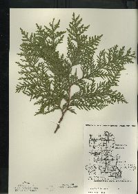 Thuja occidentalis image