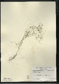 Utricularia geminiscapa image