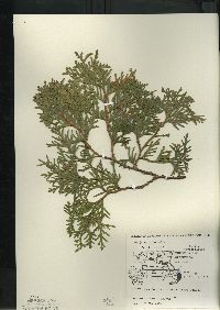 Thuja occidentalis image