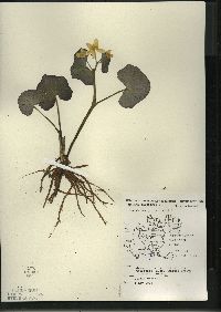 Caltha palustris image