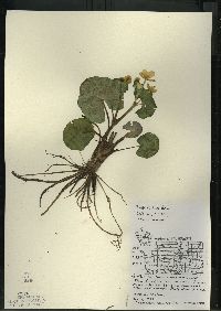 Caltha palustris image