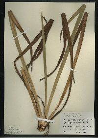 Iris versicolor image