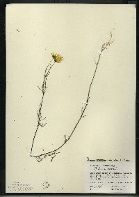 Bidens trichosperma image