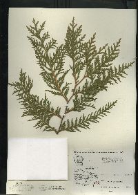 Thuja occidentalis image