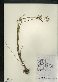 Juncus brevicaudatus image