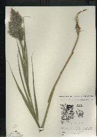 Phragmites australis image