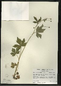 Ranunculus recurvatus var. recurvatus image