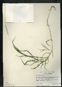 Muhlenbergia mexicana image