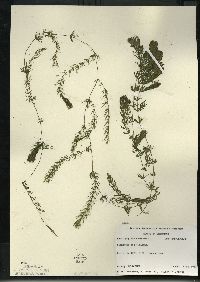 Ceratophyllum demersum image