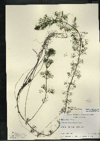 Bidens beckii image