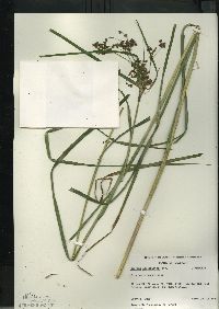 Scirpus atrocinctus image