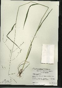 Festuca subverticillata image