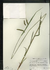 Carex gynandra image